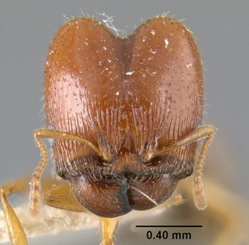 Media type: image;   Entomology 20738 Aspect: head frontal view